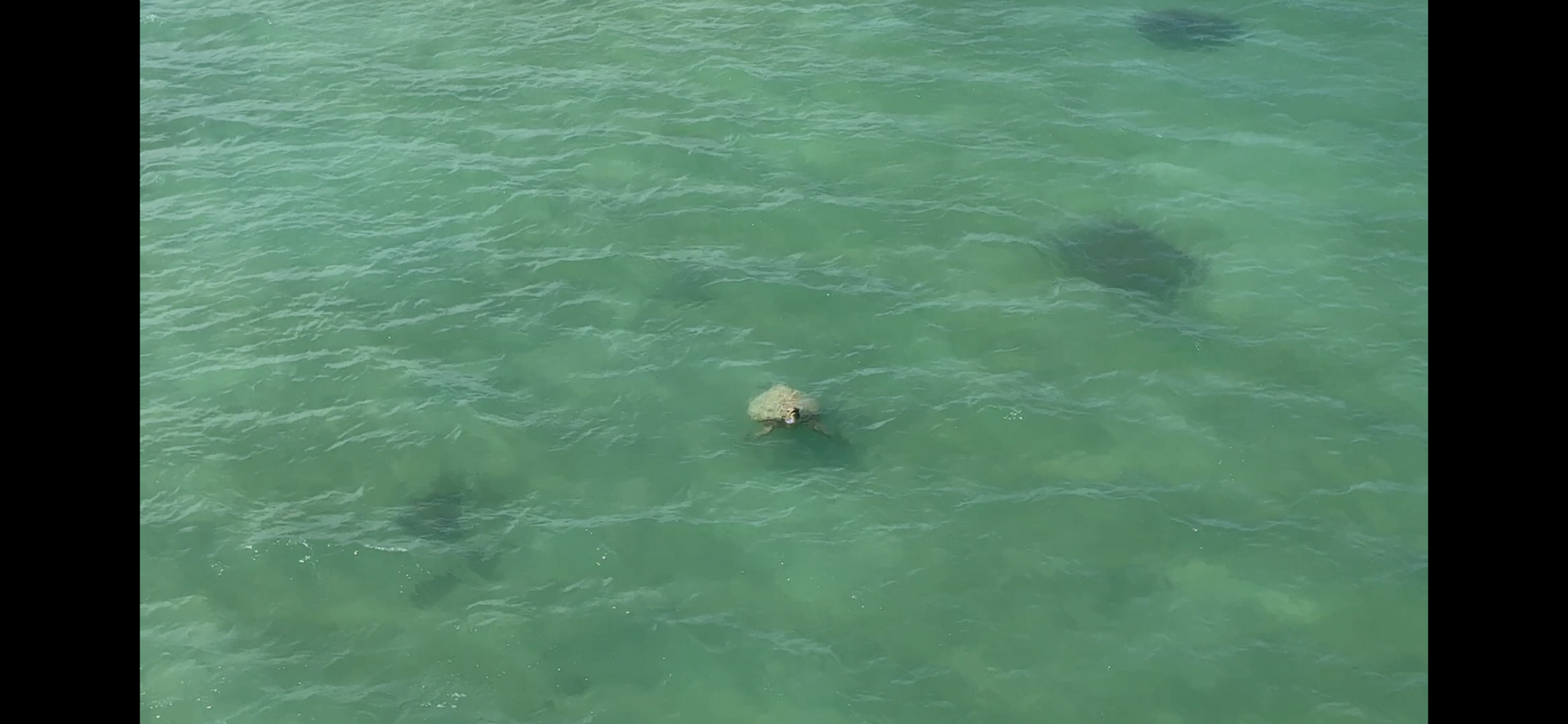 宮古島の海で見られたウミガメ